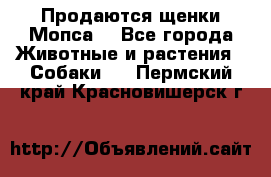Продаются щенки Мопса. - Все города Животные и растения » Собаки   . Пермский край,Красновишерск г.